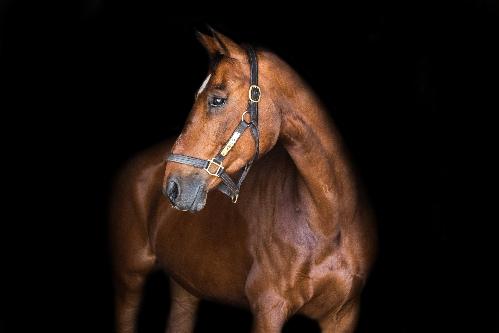 dressage horse for sale in California United States 
